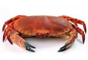 Crab processing boost for Cromer